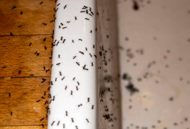 Best Wildlife Control Services  in East Port Orchard, WA